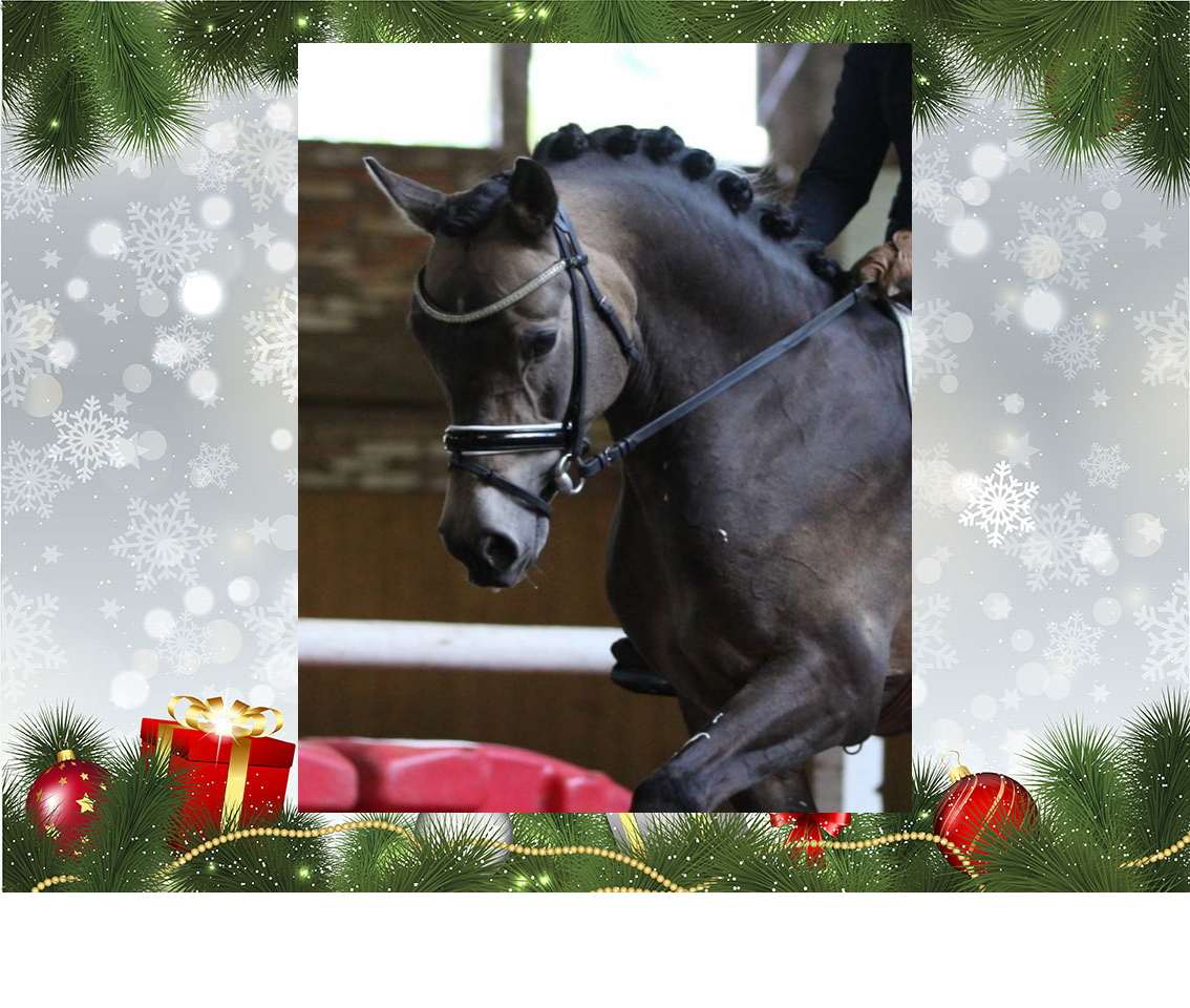 [Weihnachsgewinnspiel]